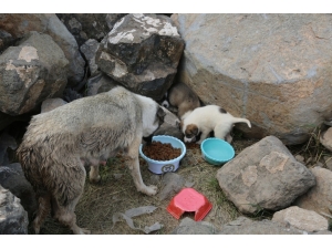 Cizre Belediyesi Sokak Hayvanlarını Unutmadı