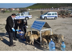 Belediye Ekipleri Sokak Hayvanları İçin Seferber Oldu