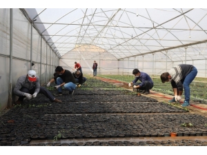 Erzincan’da Çiçekler Serada Yetiştiriliyor