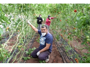 Yasak Kapsamı Dışında Tutulan Seralarda Üretime Ara Verilmedi