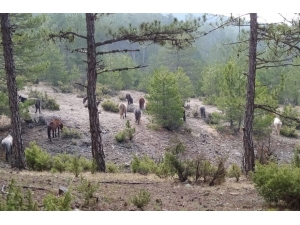 Yabani Atlar, Orman İşçileri Tarafından Görüntülendi