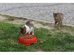 Aliağa Belediyesinden Can Dostlar İçin Seferberlik
