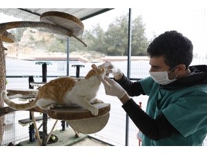 Sokak Hayvanları Unutulmadı