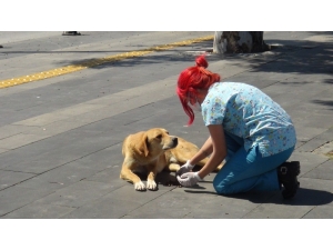 Sokağa Çıkma Yasağında Sokak Hayvanları Unutulmadı