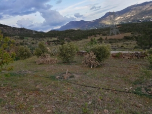 Silifke’de Bir Şahsın Bahçesindeki Zeytin Ağaçları İkinci Kez Kesildi