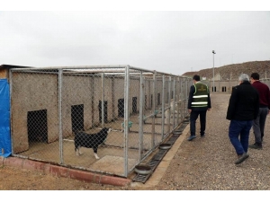 Geçici Hayvan Bakımevi Denetlendi