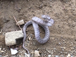 Kahramanmaraş’ta İlk Kez Kedi Gözlü Yılan Görüntülendi