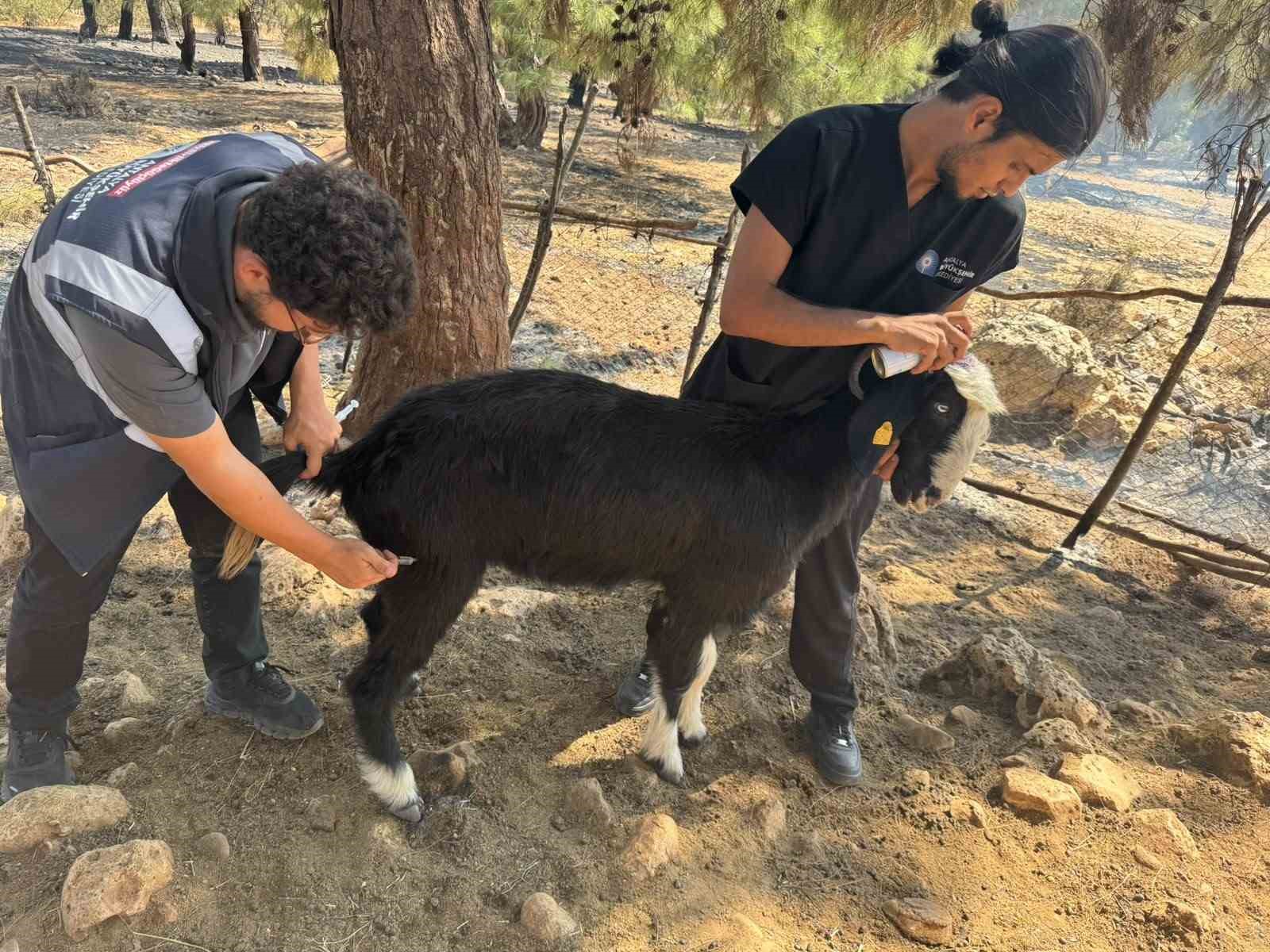 antalya-buyuksehir-belediyesi-veteriner-ekipleri-kirsalda-hayvanlarin-yaninda