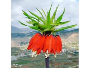 Ağlayan Gelinlerin Boynu Bükük Kaldı