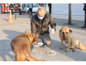 Sakarya İl Emniyet Müdürü Kaya, Sokak Hayvanlarını Besledi