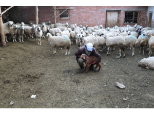 Koyun Otlatırken Sağlık Bakanı’na Şiir Yazdı