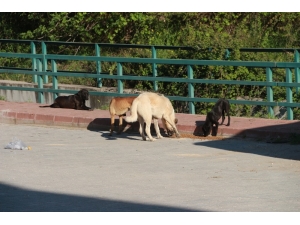 Mut’ta Sokak Hayvanları Beslendi