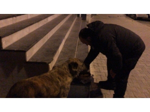 Sokağa Çıkma Yasağında Polis Hayvanları Unutmadı