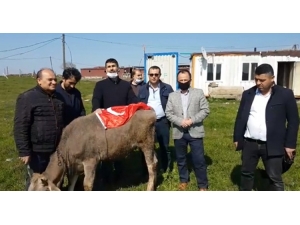 ‘Biz Bize Yeteriz Türkiyem’ Kampanyasına Büyükbaş Hayvanını Bağışladı