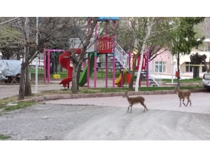 Sokakların Boş Kaldığı İlçe Yine Yaban Keçilerine Kaldı