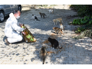 Aliağa Belediyesi, Sokak Hayvanları İçin Mama Dağıtıyor