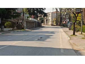 Sokağa Çıkma Yasağı Geldi Caddeler Martılara Kaldı