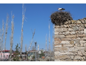 Bu Köyde Leylek Sesleri Yankılanıyor