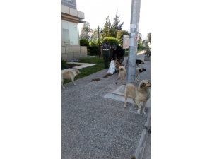 Adana’da Sokak Hayvanları Aç Bırakılmıyor