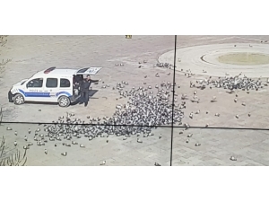 Konya’da Aç Kalan Güvercinleri Polis Besledi