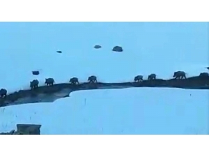 Sarıkamış’ta Köye Domuz Sürüsü İndi