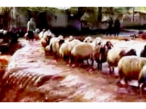 Koyun Sürüsü Sele Kapılmaktan Son Anda Kurtuldu