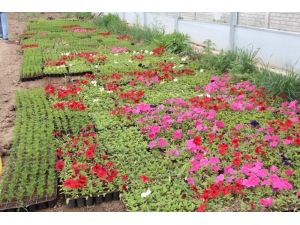 Iğdır’da Şehitlikler Çiçeklerle Süsleniyor