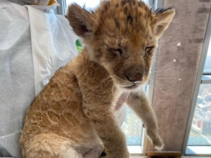 Rezidansında Yavru Aslan Ve Piton Bulunan İranlı Mankene Kaçakçılıktan İşlem