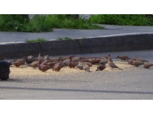 Sağlık Personeli Aç Kalan Sokak Hayvanlarını Unutmadı