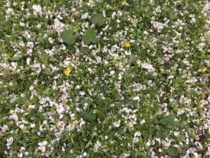 Gercüş’te Ceviz Büyüklüğünde Dolu Yağdı