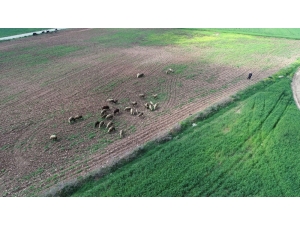 Çiftçiler Ve Besiciler Gıda Sıkıntısı Yaşanmasın Diye Çalışıyor
