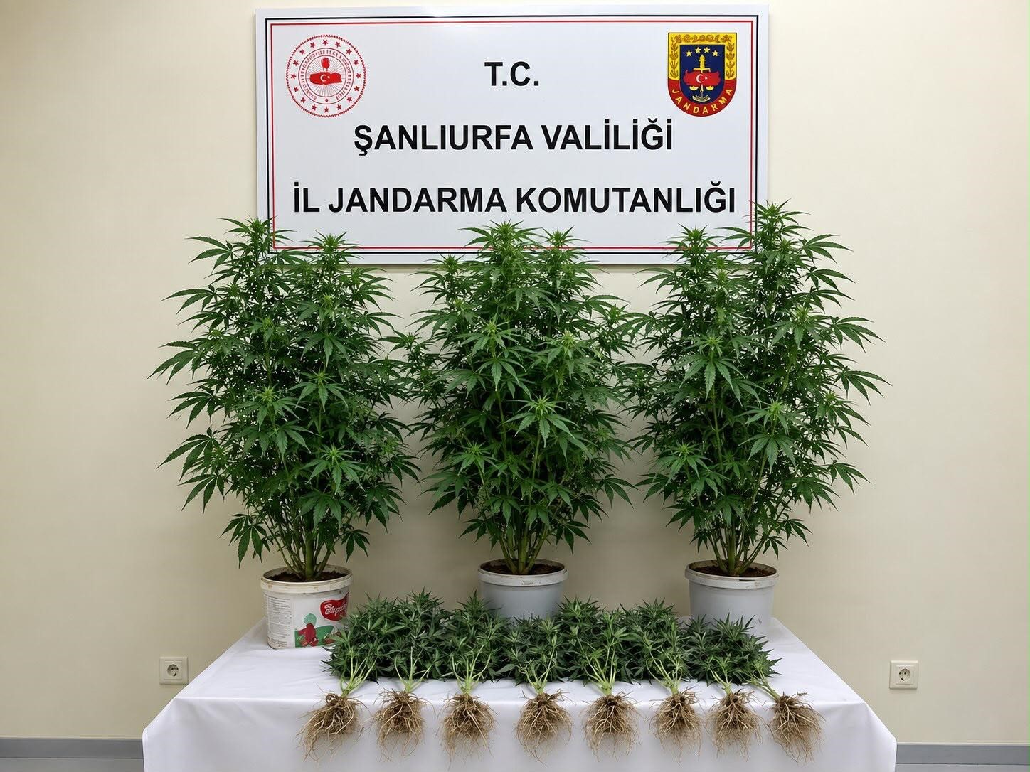 bozova-da-13-kenevir-bitkisi-ele-gecirildi