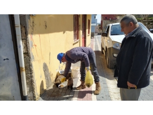 Gercüş’te Sokak Hayvanları İçin Mama Ve Su Bırakıldı