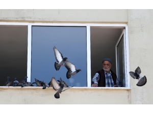 Bursa’da Sokağa Çıkamayan 78 Yaşındaki Hasan Amca, Penceresine Konan Güvercinleri Besledi