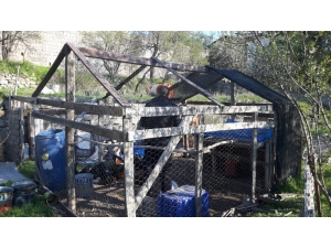 Aç Kalan Tavuk Ve Köpeklerini Talas Belediyesi Desteğiyle Besledi