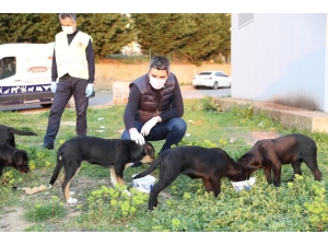 Başkan Gökhan Yüksel Sokak Hayvanları İçin Mama Dağıttı