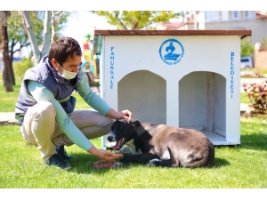 Pamukkale Belediyesi Sokağa Çıkma Yasağında Sahipsiz Hayvanları Unutmadı