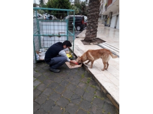 Kuşadası Belediyesi Sokak Hayvanlarını Unutmadı