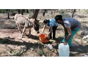 Ekipler Başıboş Eşekleri De Aç Bırakmadı