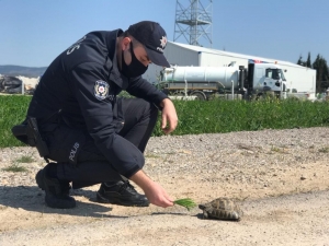 Gömeç’te Sokak Hayvanları, Kaplumbağa Ve Kuşlara Polis Şefkati