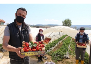 Sokağa Çıkma Yasağında Erken Çilek Hasadı