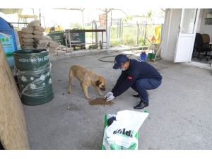Yüreğir Belediyesi Sokak Hayvanlarını Unutmadı