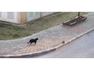 Oyunun Ölçüsünü Kaçıran Kedi, Kumruyu Yaraladı