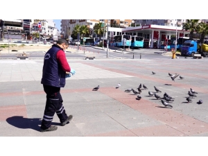 Çekmeköy Belediyesi Ekipleri Kuşları Ve Sokak Hayvanlarını Besledi