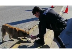 Kumanyasını Sokak Hayvanlarıyla Paylaşan Polis Görenleri Duygulandırdı