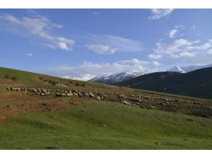 Küçükbaş Hayvanlar Ova Ve Dağlarda Otlatılmaya Başlandı