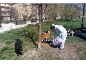 Sokak Hayvanlarına Yiyecek