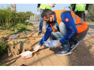 Aç Kalan Sokak Hayvanlarının İmdadına Belediye Yetişti