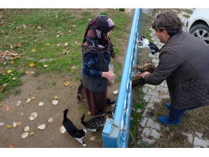 Bursalı Fırıncı Aç Kalan Köpek Ve Kedilere Böyle Sahip Çıktı