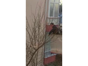 Tebessüm Ettiren Tavuk Kurtarma Operasyonu